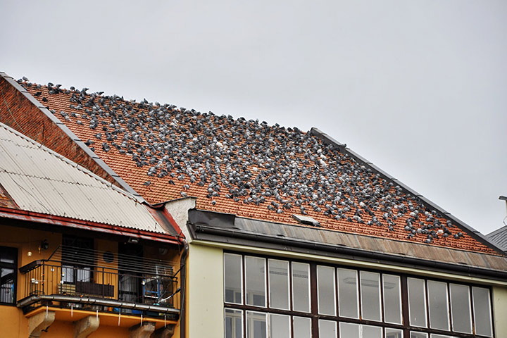 A2B Pest Control are able to install spikes to deter birds from roofs in Harrow Weald. 