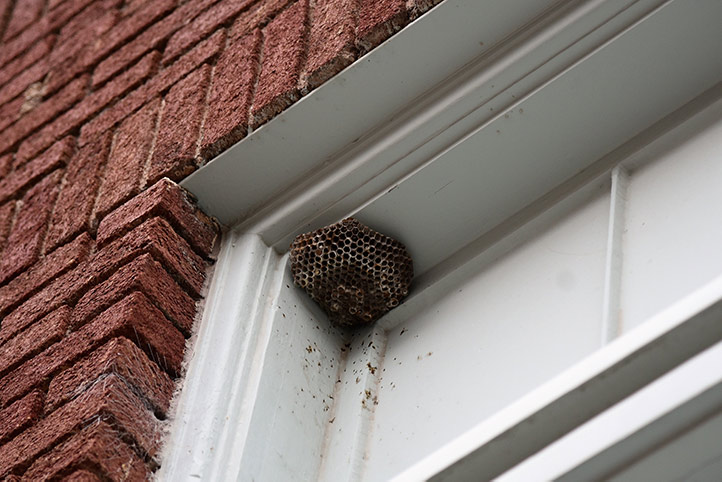 We provide a wasp nest removal service for domestic and commercial properties in Harrow Weald.